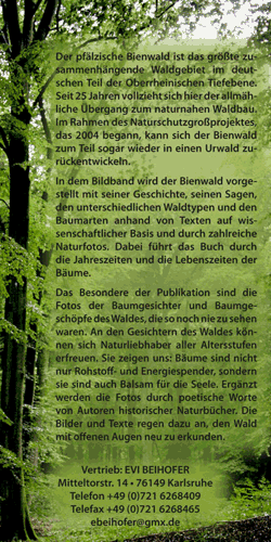 Baumgesichter im Bienwald